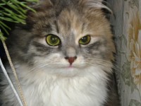 /album/foto-zhivotnyj-mir/anzh-079-jpg/